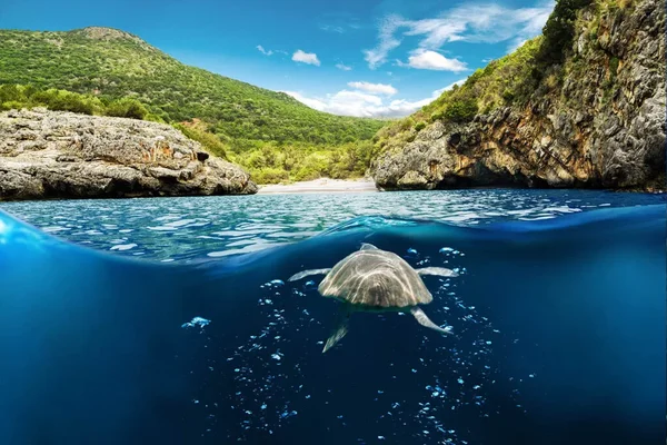 Immagine per Parco del Cilento: Record Storico per le Tartarughe Caretta Caretta - 103 Nidi Censiti in Una Sola Stagione