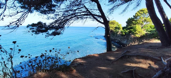 La pineta di pini d'Aleppo lungo il sentiero