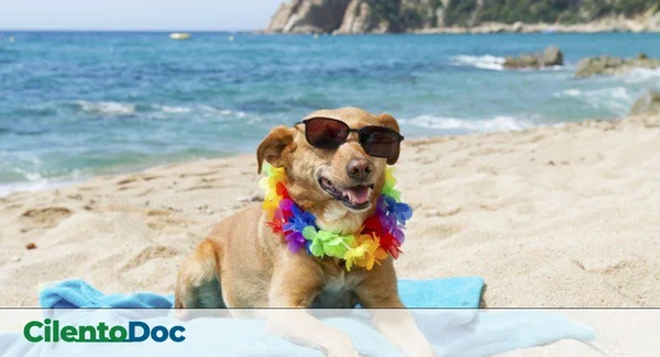 Immagine per Dog Beach Cilento 2025: Le 8 Spiagge Migliori Dove Portare il Cane (Guida Completa con Regolamenti)